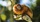 A golden lion tamarin perched on a tree branch.