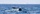 A whale tale breaking the ocean surface